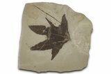 Fossil Sycamore (Macginitiea) Leaf - Green River Formation, Utah #356088-1